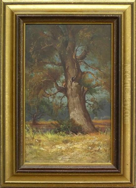 Oak Tree - view 1