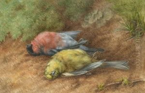 Still Life Of A Chaffinch And Bullfinch