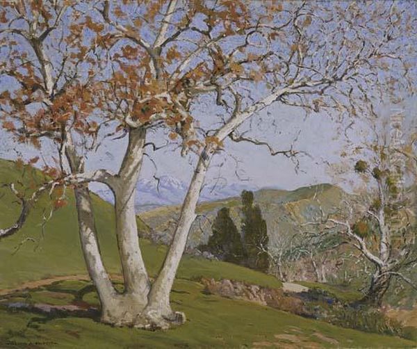 Sycamore Tree (in Laguna Canyon) - view 1