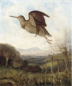 A Woodcock In Flight by C. J. Griffiths