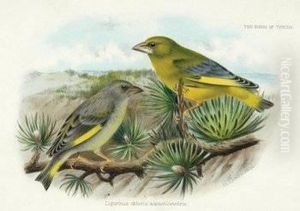 Proof Prints For Whitaker's Bird's Of Tunisia