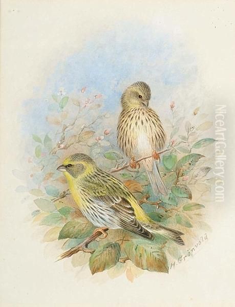 A Pair Of Serin Finches; A Fire-crested Wren; A Pair Of Marsh-tits; A Pair Of Shore-larks - view 1