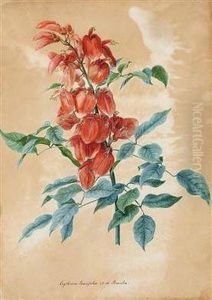 "erythrina Laurifolia 17 - 10 Brasilia" by Carl Gruber