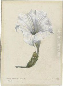 "datura Adorata Oder Arborea 5-1