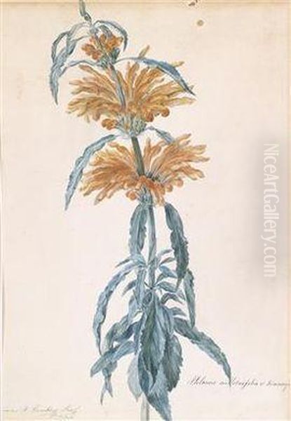 A Flower Study - view 1