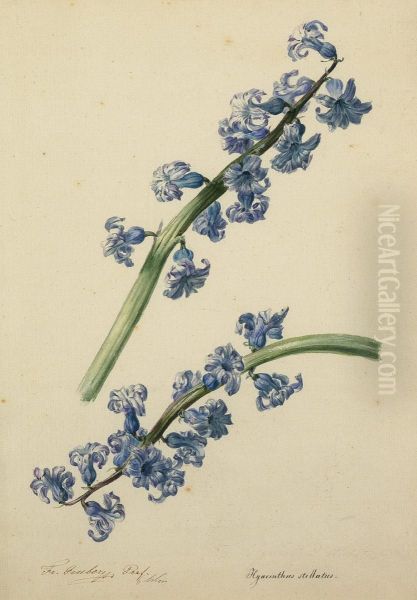 Blaue Hyazinthe - view 1