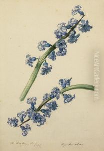 Blaue Hyazinthe by Franz Xaver Gruber