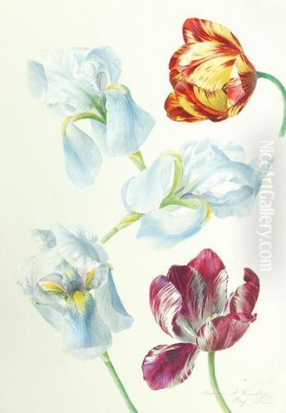 Tulips And Irises - view 1