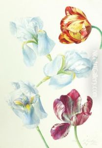 Tulips And Irises by Franz Xaver Gruber