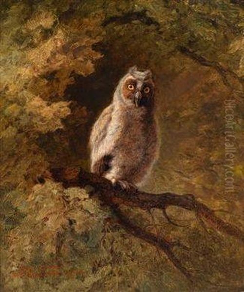 Eule In Einer Waldlandschaft - view 1