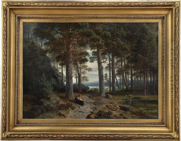 The Inner Of A Pine Tree Forest - view 1