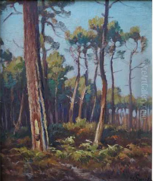 Pins Landais - view 1