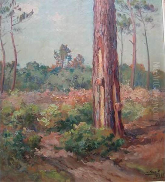 Pins Des Landes - view 1
