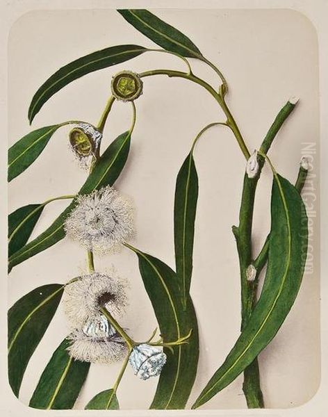 Eucliptus Globulus - view 1