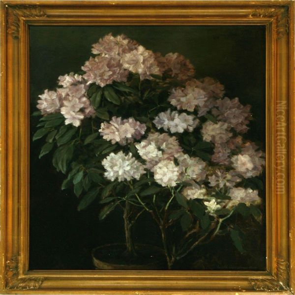 White Rhododendron - view 1