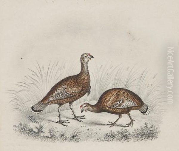 Studies Of Grouse And Guinea Fowl - view 1