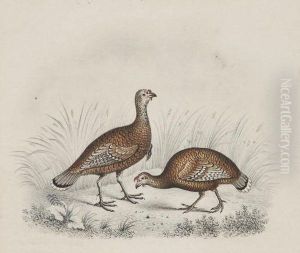 Studies Of Grouse And Guinea Fowl by W. Gunton