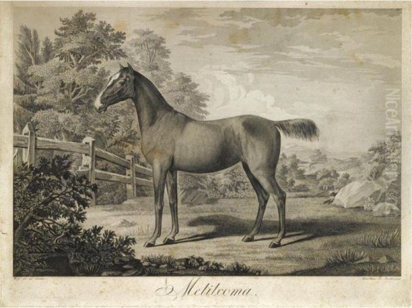 Portrait Of A Stallion, 'melilcoma' - view 1
