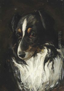 Study Of A Collie