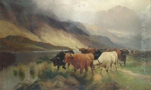 A Herd Of Highland Cattle Heading Towards The Lake. A Herd Of Highland Cattle Heading Towards The Lake.