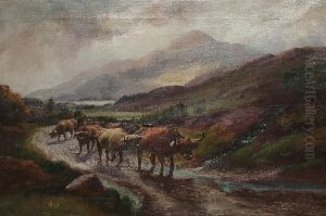 Highland Cattle, Nr Inverlochy Argyleshire by Harold Hall