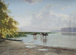Kuhe Im Seichten Wasser