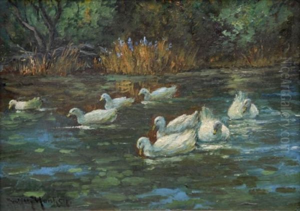 Enten Auf Dem Teich - view 1