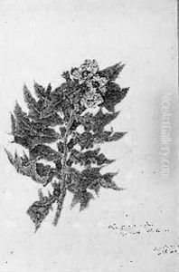 Cinq Etudes De Plantes by Lucy Hardcastle