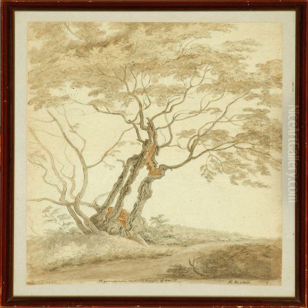 A Tree On A Dirt Road - view 1