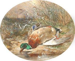 Mallard On A Riverbank by James Hardy