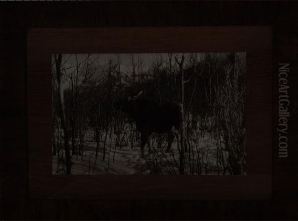 Moose In Snow - view 1