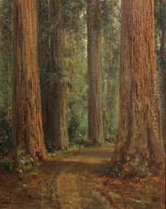 Road Through The Redwoods