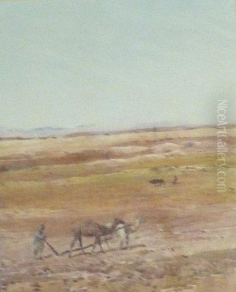 Camels, Ploughing - view 1