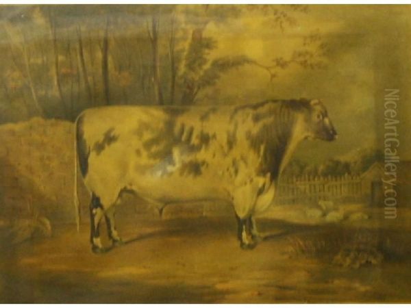 A Cow - view 1