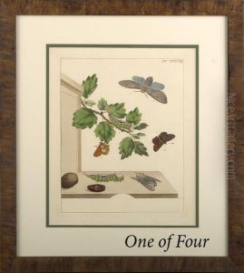 Insect Studies by Moses Harris