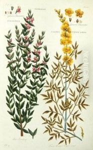 A Group Of 5 Plates Of Moths by Moses Harris