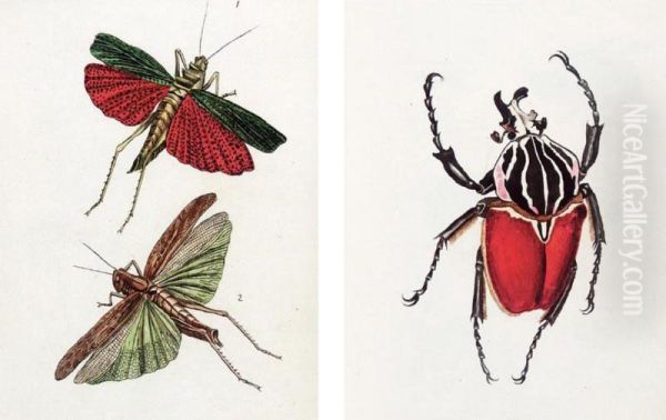 [harris, Moses]. Original Drawings For Or After Dru Drury's Illustrations Of Natural History. 1770-1782 - view 1