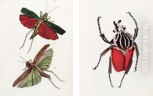 [harris, Moses]. Original Drawings For Or After Dru Drury's Illustrations Of Natural History. 1770-1782 by Moses Harris
