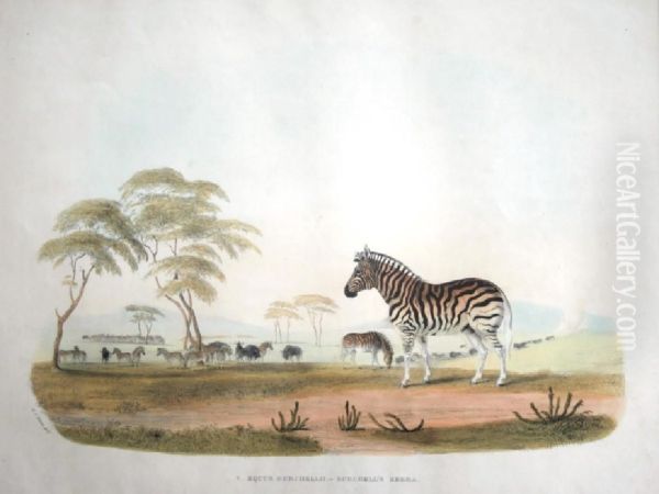 Gazella Euchore - The Spring Bok; Equus Burchellii - Burchell's Zebra - view 1