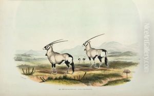 Portraits Of Game And Wild Animals Of Southern Africa, Delineated From Life In Their Native Haunts, During A Hunting Expedition From The Cape Colony As Far As The Tropic Of Capricorn, In 1836 And 1837, With Sketches Of The Field Sports by William Cornwallis Harris