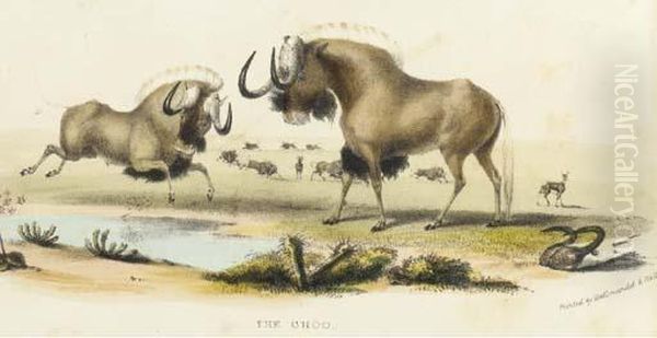 The Gnoo; And The Sassaybe And Hartebeest, From Portraits Of The Game And Wild Animals Of Southern Africa - view 1