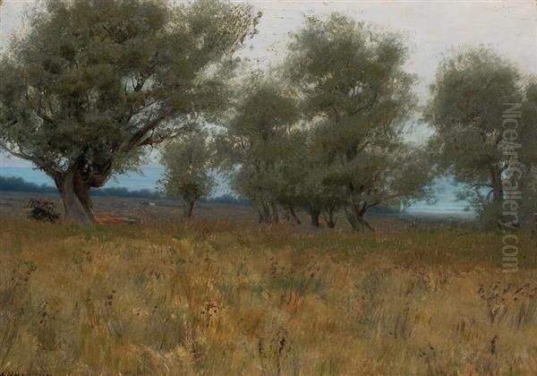 Olive Trees - view 1