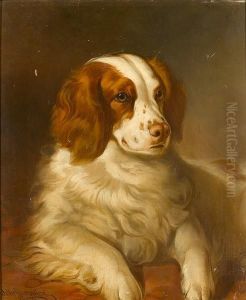 Portrait Of The Springer Spaniel 'billy Bus' by Walter Harrowing