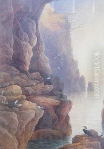 Where The Sea Birds Live - view 1