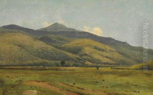 Fields In Summer