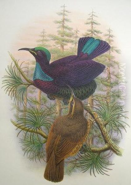 "ptilorhis Victoriae" - view 1