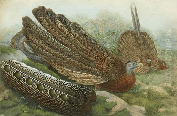 Great Argus Pheasant Argusianus Argus - view 1