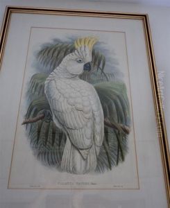 A Sulphur-crustedcockatoo by William Matthew Hart