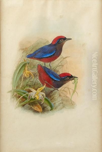 'pitta Coccinea' - view 1