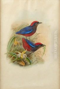 'pitta Coccinea' by William Matthew Hart